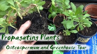 Propagating Plants  Osteospermum Cuttings and Greenhouse Tour [upl. by Ymor974]