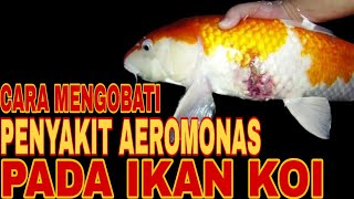 CARA PENGOBATAN PENYAKIT AEROMONAS PADA IKAN KOI [upl. by Koal]