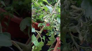 Fruiting Update Barry Crazy Cherrry shorts tomato heirloomtomatoes [upl. by Clement]