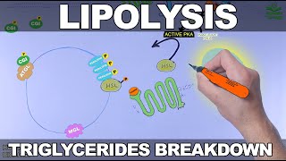 Lipolysis Pathway  Triglycerides Breakdown [upl. by Thanasi813]