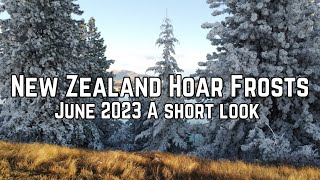 Hoar frost McKenzie Basin New Zealand Short video [upl. by Lein849]