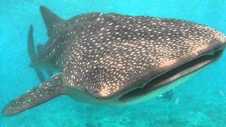 Rekin Wielorybi  Whale Shark  Maledives  Centrum Nurkowe Gdynia Dive [upl. by Reg]