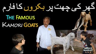 THE FAMOUS KAMORI GOATS  FUN DAY AT MY LITTLE GOAT FARM 🐐 goatfarm [upl. by Aarika]