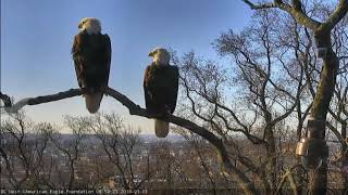 AEF DC Eagle Cam 1118 Happy New Year [upl. by Eniak825]