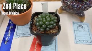 Haworthia Types amp Care instructions How To Grow And Care For Haworthia Plants [upl. by Arondell]