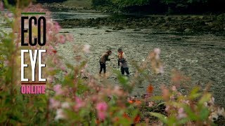 Asian Clam invasion in the River Barrow [upl. by Akerdnuhs297]