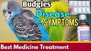 Budgies Disease Symptoms  How to Treatment of Birds Immediate [upl. by Einre]