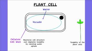 236 Outline two roles of extracellular components [upl. by Novled]