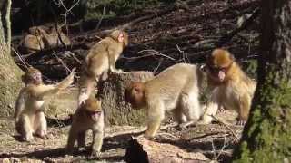 Berberaffen im Wildpark Daun Teil 1 [upl. by Fihsak143]