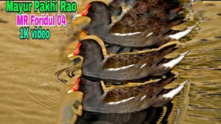 Mayur Pakhi Rao video MR Foridul 04 [upl. by Kirschner]