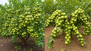 LIVE🔴🌿 DIY Guava Tree Propagation Growing from Cuttings Like a Pro [upl. by Ratha]