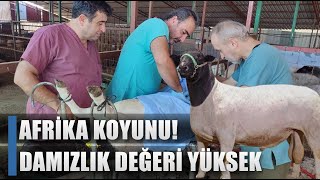 Damızlık Değeri Çok Yüksek Güçlü Afrika Koyunlar Denizlide  AGRO TV HABER [upl. by Miehar]