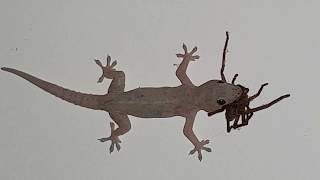 House Gecko Eats a Big Ol Huntsman Spider  Classic Australia [upl. by Aromat]