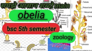 obelia bsc 5th semesterstructure of obelialife cycle of obelia obelia obelia bsc obelia dig [upl. by Carla]