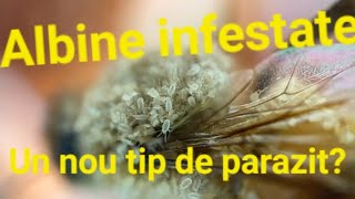 1️⃣7️⃣9️⃣ Albine infestate cu un nou tip de acarian [upl. by Nerissa]