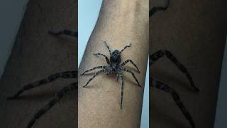 HUGE Dark Fishing Spider [upl. by Laeahcim]