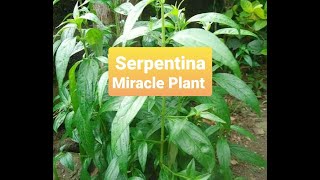 Serpentina Health Benefits [upl. by Alleon]