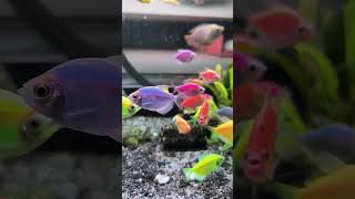 FUNGSI AERATOR DALAM AQUARIUM aerator aquarium petfish glofishtetra aquariumfish freshwater [upl. by Thanos]