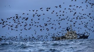 Birds of the Aleutian Islands [upl. by Adalheid]