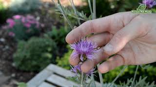 Centaurea Silver Feather  Perfect Perennials  Kernock Park Plants 2021 Introductions [upl. by Ahselat721]