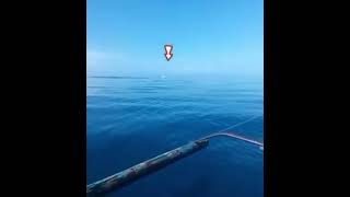 Unbelievable Guy Catches Massive Billfish JawDropping Fishing Adventure [upl. by Cazzie665]