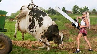 Thrilling Farm Life Chainsaw Cow Milking Tree Cutting and DIY Farming [upl. by Omidyar5]