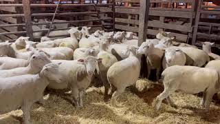 LOT 1AampB  Kalona Bred Ewe amp Replacement Sale 112624 [upl. by Ain897]