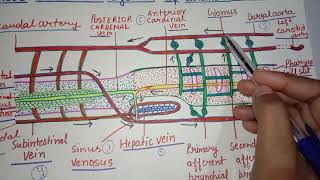 Blood Vascular system of Branchiostoma Amphioxus [upl. by Solokin]