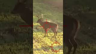 The 65 Needmoor⁉️deerhunting scopecam caceria शिकार hunting hindi viral shorts [upl. by Etterual]