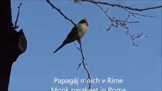 Papagáj mních v Ríme [upl. by Elliott564]