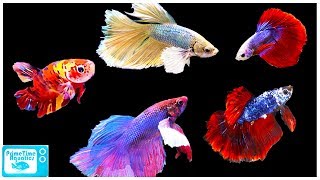 Betta Fish Care Guide Everything You Need to Know [upl. by Camilo]