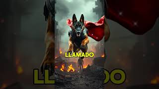 ¡Curiosidades Increíbles del Pastor Alemán que NO Conocías 🐕🔥shorts perros gatos animal animal [upl. by Orecic]