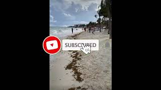 2024 Sargassum Monitoring® Official  Mexico  Playa del Carmen  Mahekal beach [upl. by Emerej]