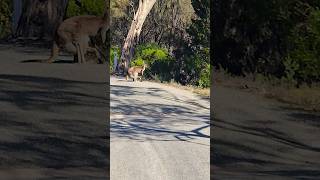 Jump into the marsupium kangaroo jump marsupials [upl. by Querida142]