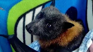 Rescuing a flyingfox on the ground this is Kiwi [upl. by Arahd]