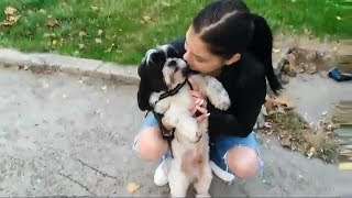 Filmulețe amuzante cu căței 🐶 Faze comice cu câini haioși 2018 [upl. by Tonie394]