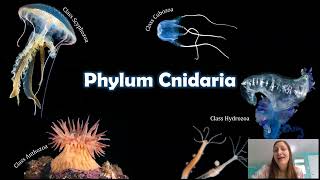 Phylum Cnidaria The Things that Sting [upl. by Mota]