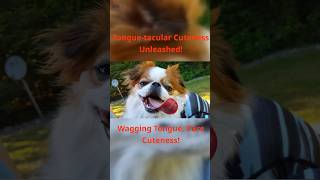 Adorable Dog Shows Off Long Wagging Tongue in Cute Video LabShepTV [upl. by Elish]