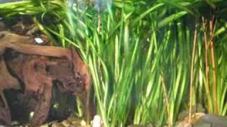 Sunshine in my 420 liters tropical Asia fish tank  Asienbecken 36 [upl. by Ainotal71]