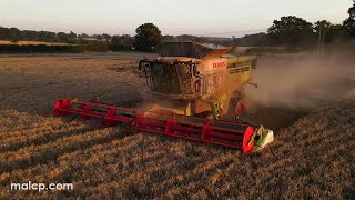 4Kᵁᴴᴰ Harvest 2023 Phil Livertons Claas Lexion 770 TT cutting wheat at North Green [upl. by Kraska]