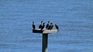 Cormorants hanging out at Greenbury Point [upl. by Yddor]