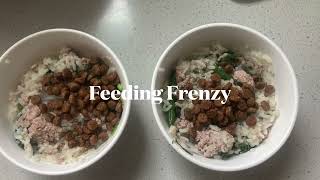 Feed Frenzy Epic Mealtime Moments My Dogs Vs Delicious Dish [upl. by Notyarb]