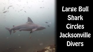 Large Bull Shark Encounter Jacksonville North Florida [upl. by Eliza]