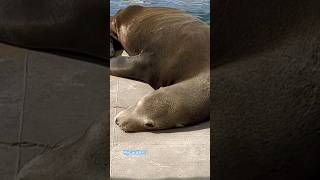 Seal getting some sun sealife sealions seals wildlife [upl. by Nonnair]