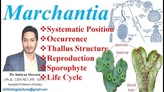 Marchantia Life Cycle Systematic Position Occurrence Reproduction Thallus Structure Sporophyte [upl. by Atoiganap990]