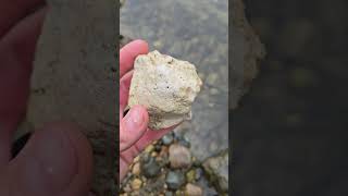 An Awesome Bryozoan Piece With Faces hiddenfaces facesinstone [upl. by Maryn]