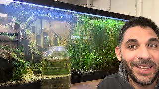 Galaxy Rasbora added to Shrimp and Bristlenose Pleco Tank 2024 [upl. by Ajiak511]