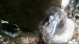 Puffin Chick Eating a Butterfish [upl. by Nosloc]