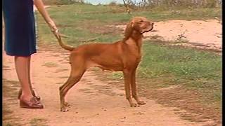 Vizsla  AKC Dog Breed Series [upl. by Hafeenah680]