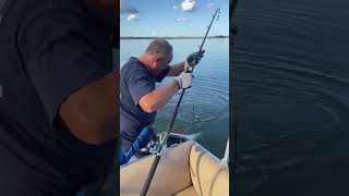 blue cats dragging with Rippin Lips HD rods [upl. by Mandi597]